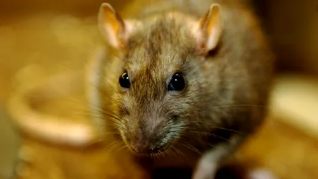 ȘOBOLANI uriași de jumătate de metru invadează marile orașe. Localnicii se tem să mai iasă noaptea pe străzi. Turiștii sunt îngroziți