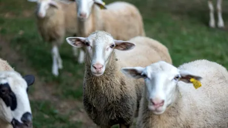 Primul caz de VARIOLĂ ovină, confirmat pe teritoriul României. Ce este virusul POX și care sunt simptomele