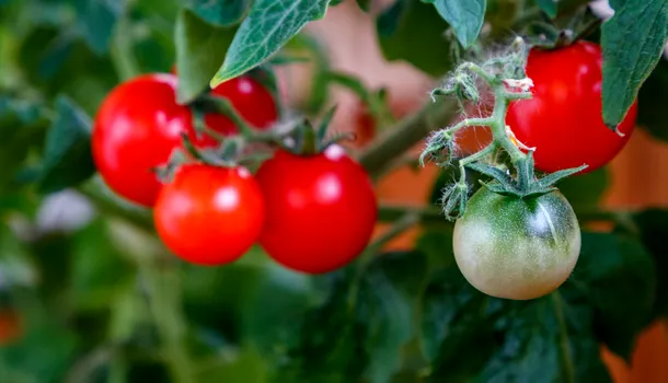 Tot ce trebuie să știi despre ROȘII. Câte calorii conțin și ce efecte secundare au