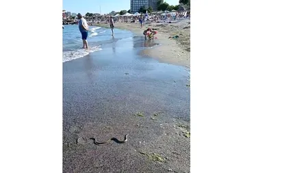 VIDEO | Un șarpe a ajuns pe o plajă din Saturn, la câțiva metri de șezlonguri. „Grijă mare la copii!”. Ce recomandă specialiștii
