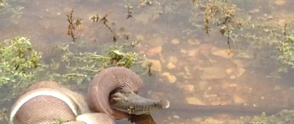 Galerie foto: Un șarpe din Australia înghite în întregime un crocodil