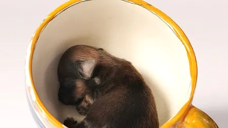 GALERIE FOTO. Probabil cel mai mic câine din Marea Britanie - încape într-o cană și cântărește cât un ou