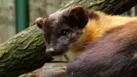 Dosar penal pentru un bărbat din Mediaș care creștea un jder în baie