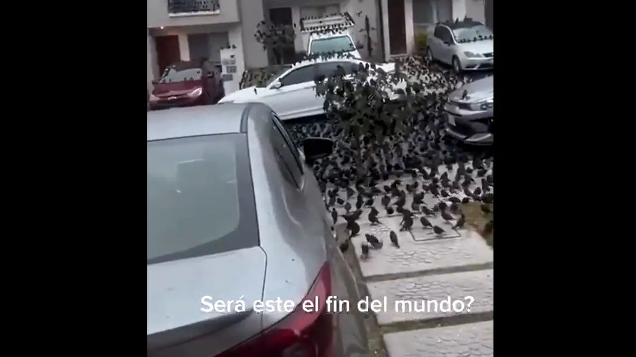 Mii de PĂSĂRI au luat cu asalt străzile din Mexic. Oamenii cred că aceste stoluri nu sunt „niciodată un semn bun”