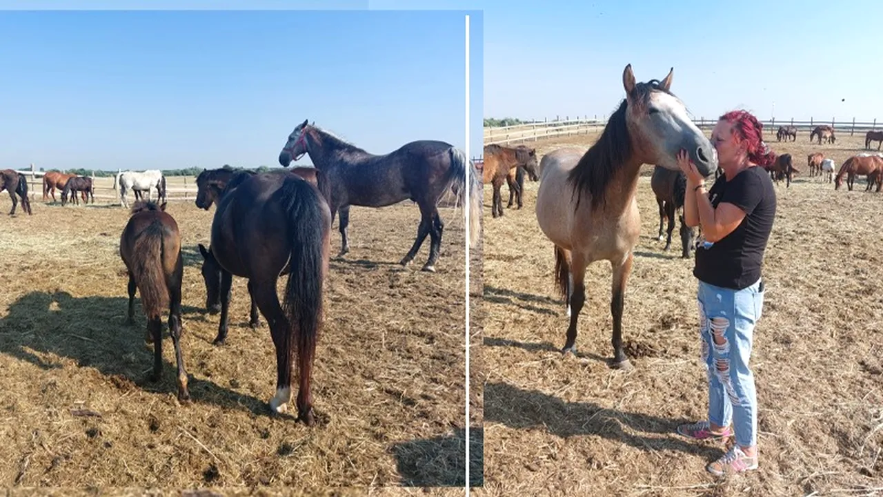 Situație disperata într-un adăpost din Dolj. Sute de animale riscă să moară de foame din cauza secetei