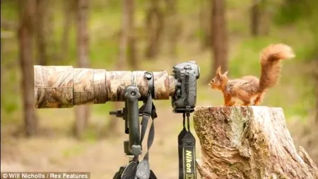 Ipostaza inedită în care a fost surprinsă o veveriță