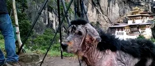 Transformarea uluitoare a unui câine abandonat în munți. Cum arată la 3 luni dupa ce a fost salvat