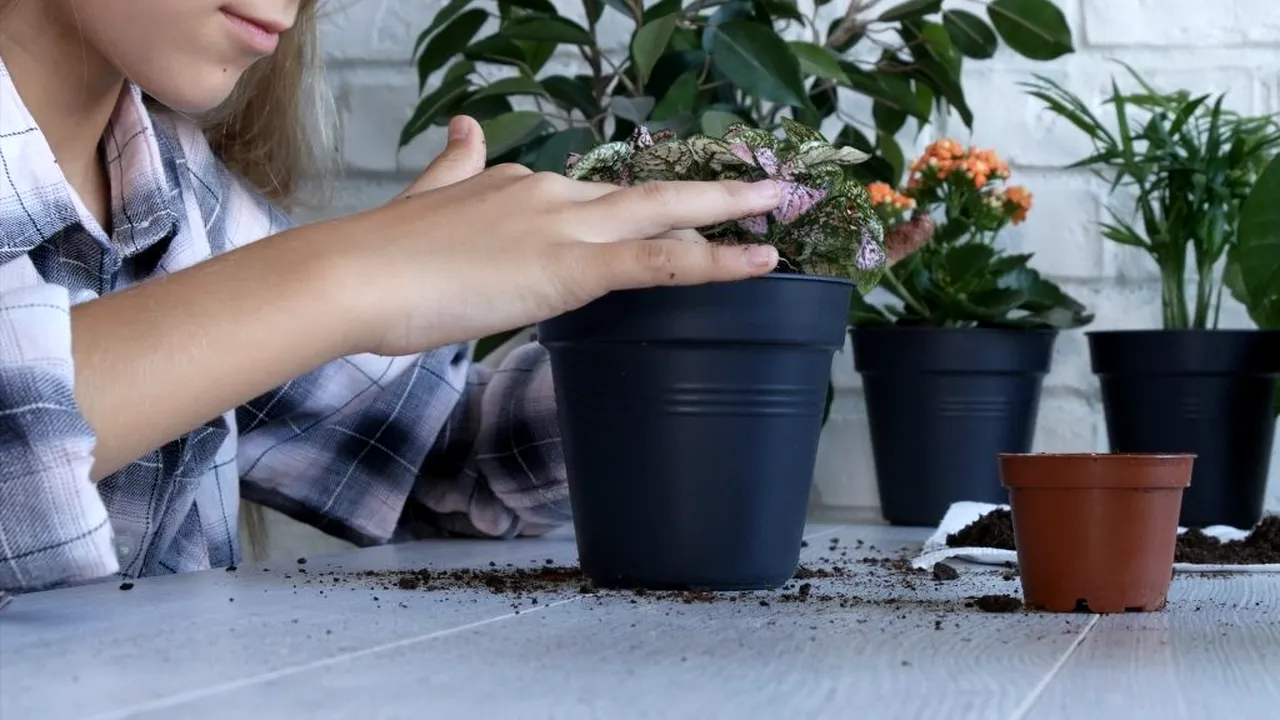 PASIUNE. În perioada de epidemie, românii s-au apucat de grădinărit. Vânzările au crescut cu peste 50%