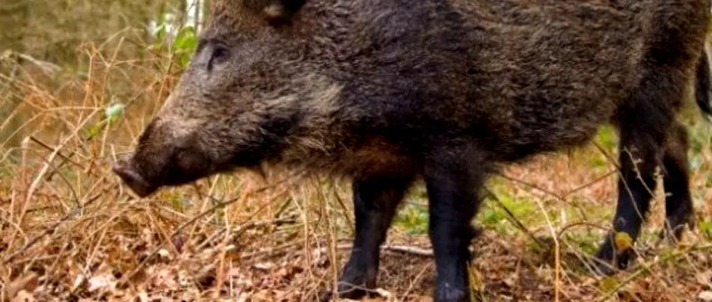 Bărbat rănit de un porc mistreț la o partidă ilegală de vânătoare în județul Cluj