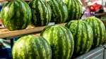Celebrii pepeni de Dăbuleni, cultivați în alte țări: ”Pepeni renumiți de Lovrin, cei care se cultivau la Dăbuleni – deja nu mai sunt în România”