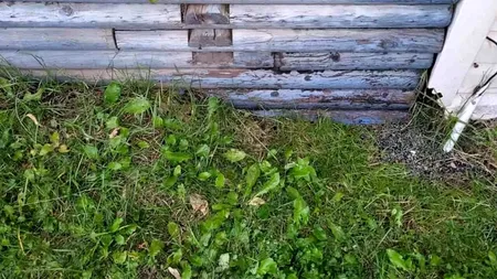 ILUZIE OPTICĂ virală | Doar geniile pot găsi salamandra în această imagine. Tu poți?