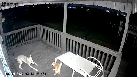 O pisică s-a luptat cu un coiot și a supraviețuit să i se spună povestea. Care a fost strategia câștigătoare