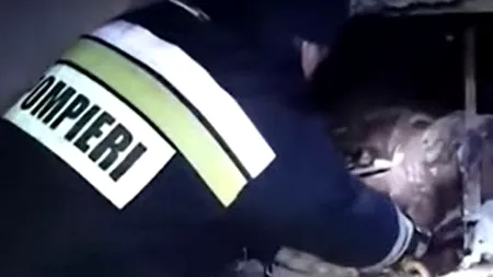 Caz șocant într-o grădiniță din Republica Moldova. 15 șerpi, scoși din subsolul instituției (VIDEO)