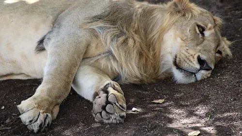 Leoaică ucisă de Covid-19, într-un parc ZOO din India. Alţi opt lei au fost testaţi pozitiv cu noul coronavirus