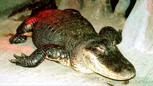 MOSCOVA. Aligatorul, în vârstă de 84 de ani, „ținut ca animal de companie de Adolf Hitler” a murit în grădina zoologică din Moscova: Saturn este o întreagă epocă pentru noi.