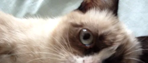 VIDEO. O pisică țâfnoasă a ajuns vedetă pe internet în doar câteva zile 