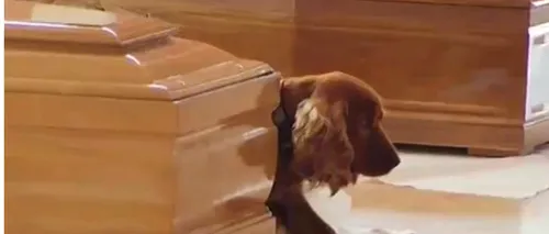 Lecție de loialitate. Ce a făcut un câine după ce stăpânul lui a murit în urma cutremurului din Italia 