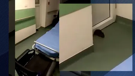 Inedit. Un ȘOBOLAN REZIDENT în Spitalul din Sânnicolau Mare a fost ucis de un coleg de cameră, un pacient uman