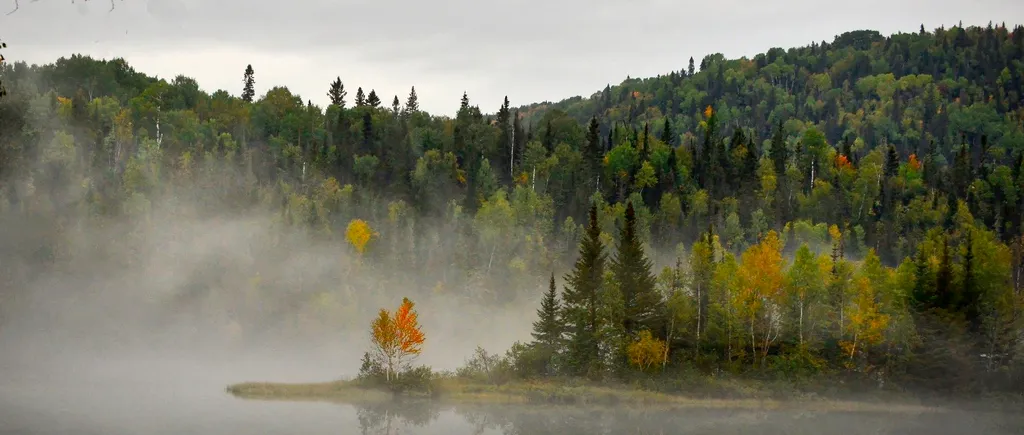 Țipete sinistre într-o pădure din Canada: Imaginile au devenit virale pe rețelele de socializare - VIDEO