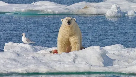 Peisajele Oceanului Arctic și ale Antarcticii, reconstituite în Pasajul Universității din Capitală