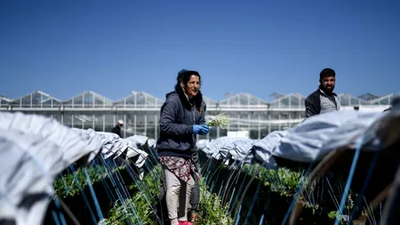 CORONAVIRUS. Ironii din partea unui europarlamentar, după ce Marea Britanie a primit din nou muncitori sezonieri români