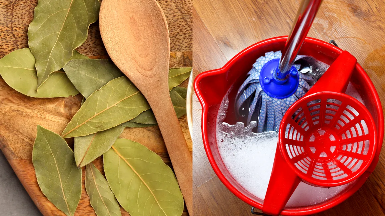 Trucul cu frunza de dafin în apa în care clătești mopul. La ce ajută, de fapt