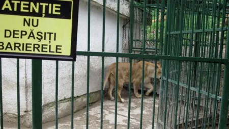 Un bărbat, rănit de o leoaică la ZOO Brașov, după ce s-a aplecat peste balustrada de protecție