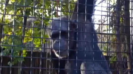 Felix a murit la 43 de ani: povestea singurului cimpanzeu de la Zoo Băneasa. Cine e acum decanul de vârstă al Grădinii 
