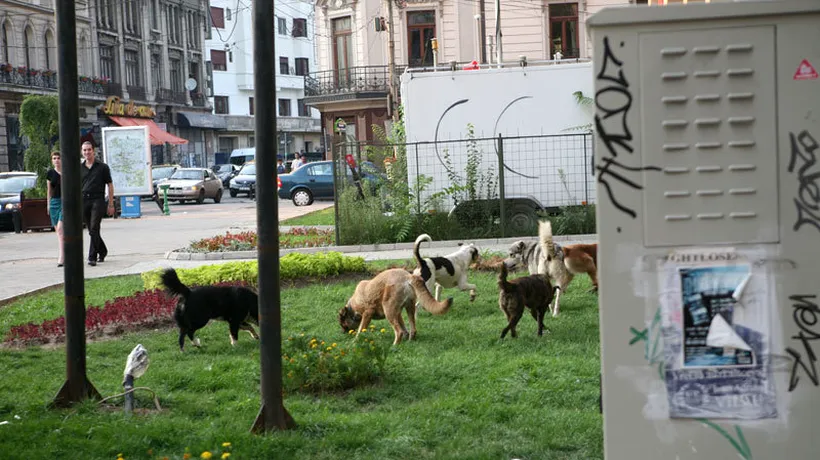 Zeci de câini comunitari, găsiți morți într-un cartier din Găești