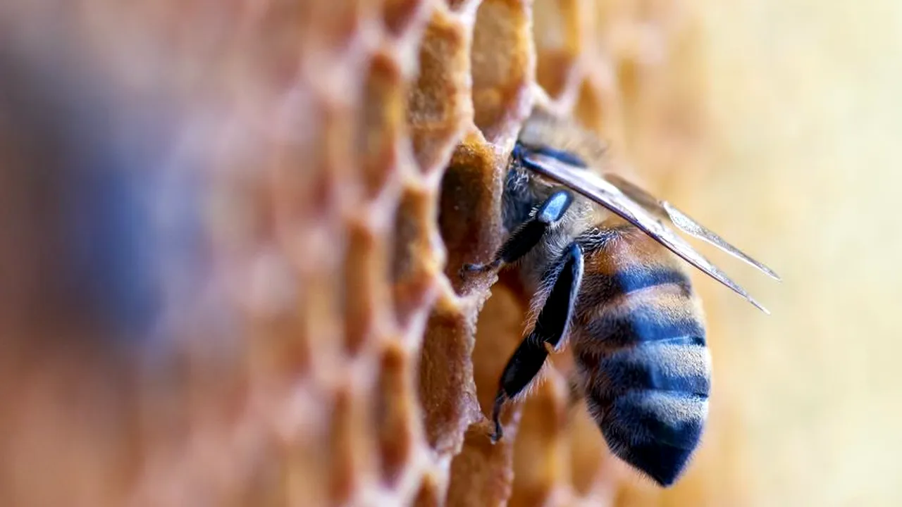 Un copil de 7 ani a fost legat de un stâlp de pe acoperișul casei și uns cu miere pentru a atrage albinele și insectele