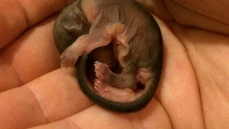 A găsit o creatură bizară și a luat-o acasă, fără să știe despre ce e vorba. Ce era micul animal de fapt