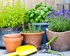 Planta pe care să o ai în casă pentru purificare și atragerea norocului. Este considerată un simbol al armoniei în cultura românească