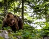 Țara europeană care a aprobat vânzarea de carne de URS. Măsura a provocat revoltă în rândul iubitorilor de animale