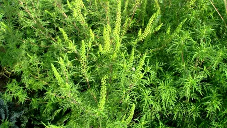 SEZONUL AMBROZIEI. Masca de protecție, aliat sau dușman pentru cei alergici?