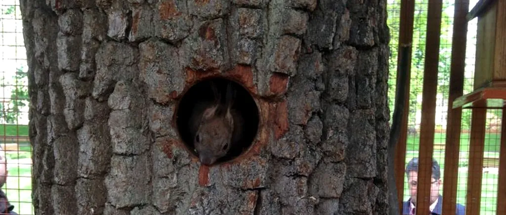 Primăria Bistrița a dat 3.000 de euro pe o căsuță pentru veverițe