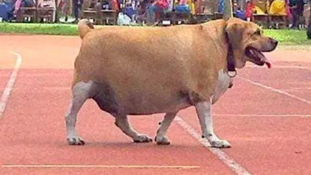 Câinele ne-a mâncat toate TEMELE. FĂRĂ MÂNCARE  pentru un patruped obez