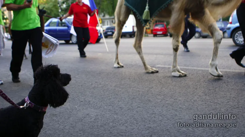 Grădina zoologică din Sofia, închisă după moartea mai multor animale din cauza necunoscute