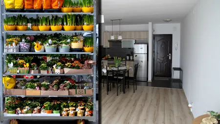 Cum îngrijești planta de apartament care e un MAGNET pentru bani. Ce să faci ca să ai parte de prosperitate financiară