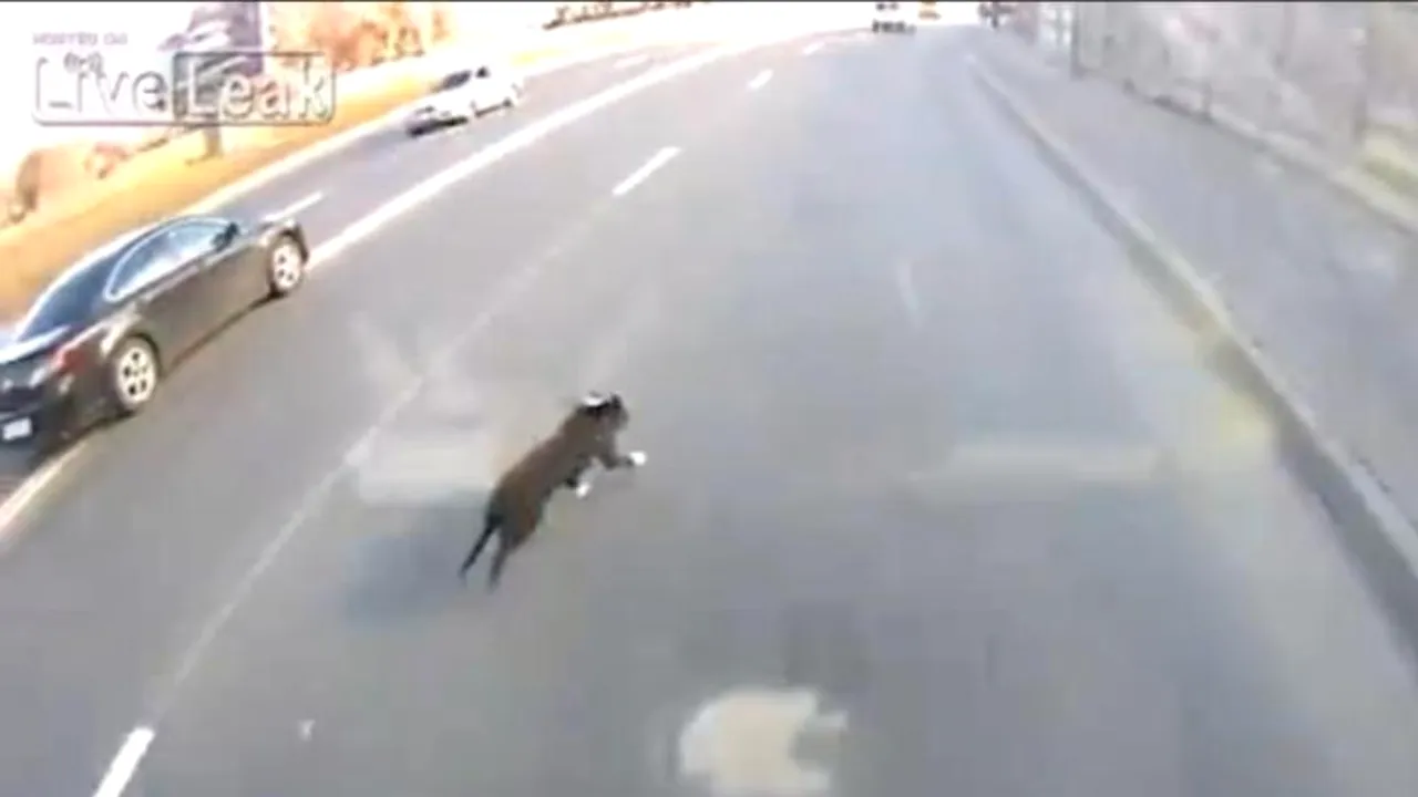 VIDEO. Noroc de necrezut. Aventurile unui câine printre mașinile de pe o autostradă