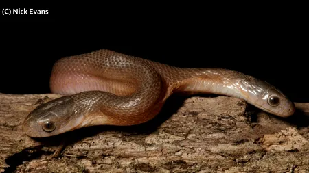 Creatură bizară, cu două capete, descoperită într-o grădină. Reacția oamenilor de știință