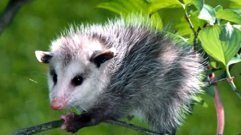 Ce pățești dacă vrei să pui mâna pe un opossum