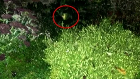 Descoperirea unei pensionare în propria grădină