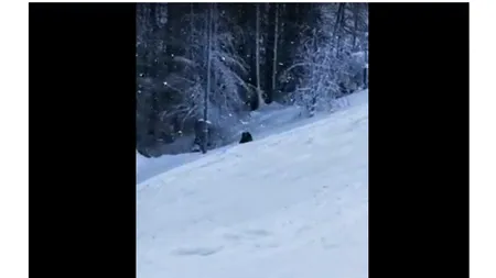 VIDEO Urs filmat pe pârtia Clăbucet, la câțiva metri de turiști