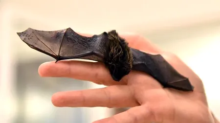 Un caz extrem de rar de rabie transmis de lilieci, identificat în Franța. „Au trecut 35 de ani de când acest lucru s-a întâmplat la nivel global”