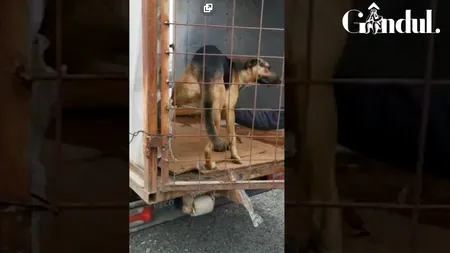 GÂNDUL LIVE. Un cățel otrăvit a fost salvat de la moarte în ultimul moment de cei de la Asociația Kola Kariola