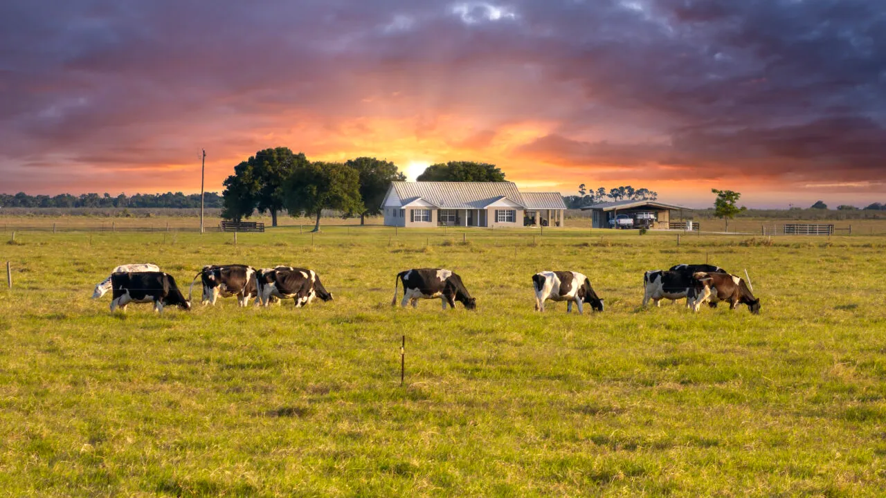 Salariul uriaș pe care îl poți primi ca inginer zootehnist, la o fermă modernă din Moldova. Nu e nevoie de experiență și ai și bonusuri