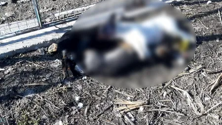 A chemat veterinarul să-i vadă câinii și acesta i-a UCIS. Polițiștii au întocmit un dosar penal 