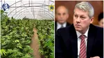 Captură impresionantă de droguri în județul Neamț. Peste două tone de canabis, descoperite într-o seră special amenajată. Anunțul ministrului Predoiu
