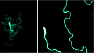 Viermi de foc bioluminiscenți „aprind” oceanul în Long Beach. Imagini virale filmate în Statele Unite