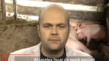 Al șaselea focar de PESTĂ PORCINĂ, confirmat în Buzău